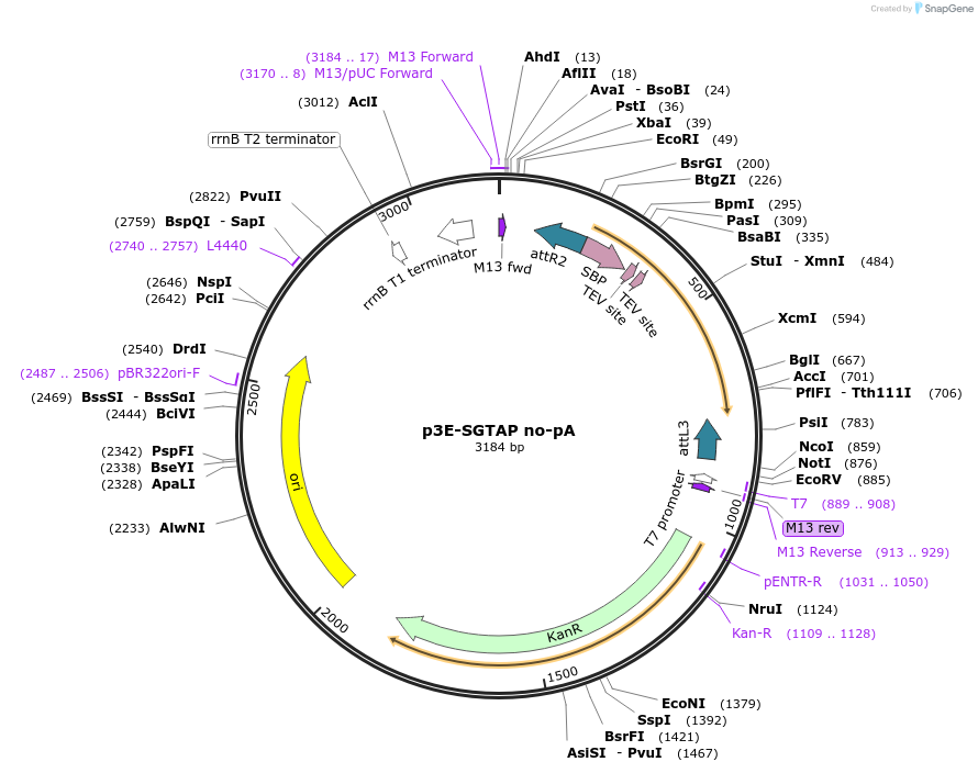 82599-plasmid-map-sequence-id-382269