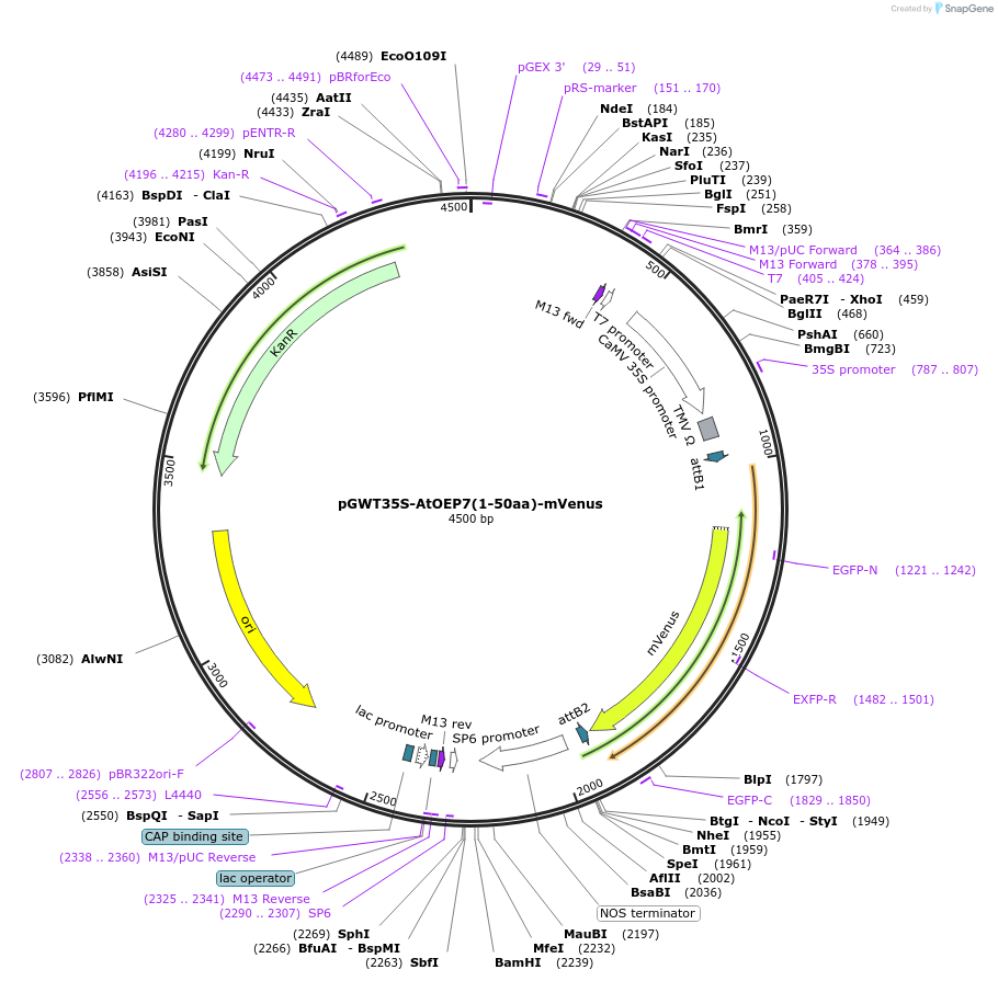 194000-plasmid-map-sequence-id-382270