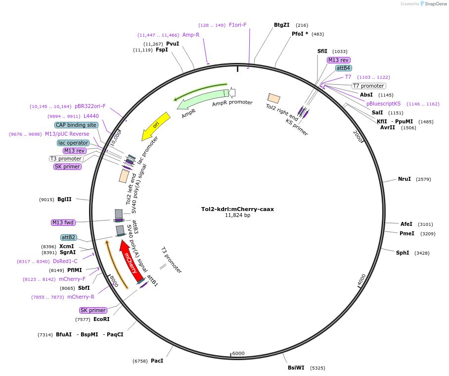 194287-plasmid-map-sequence-id-382272