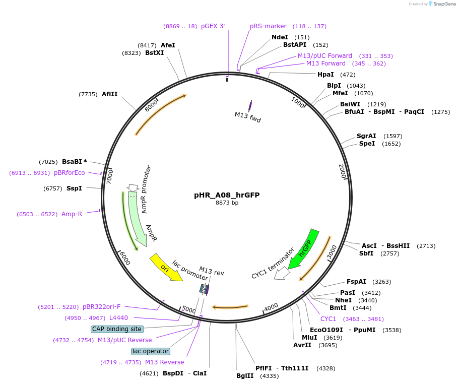 84615-plasmid-map-sequence-id-382296
