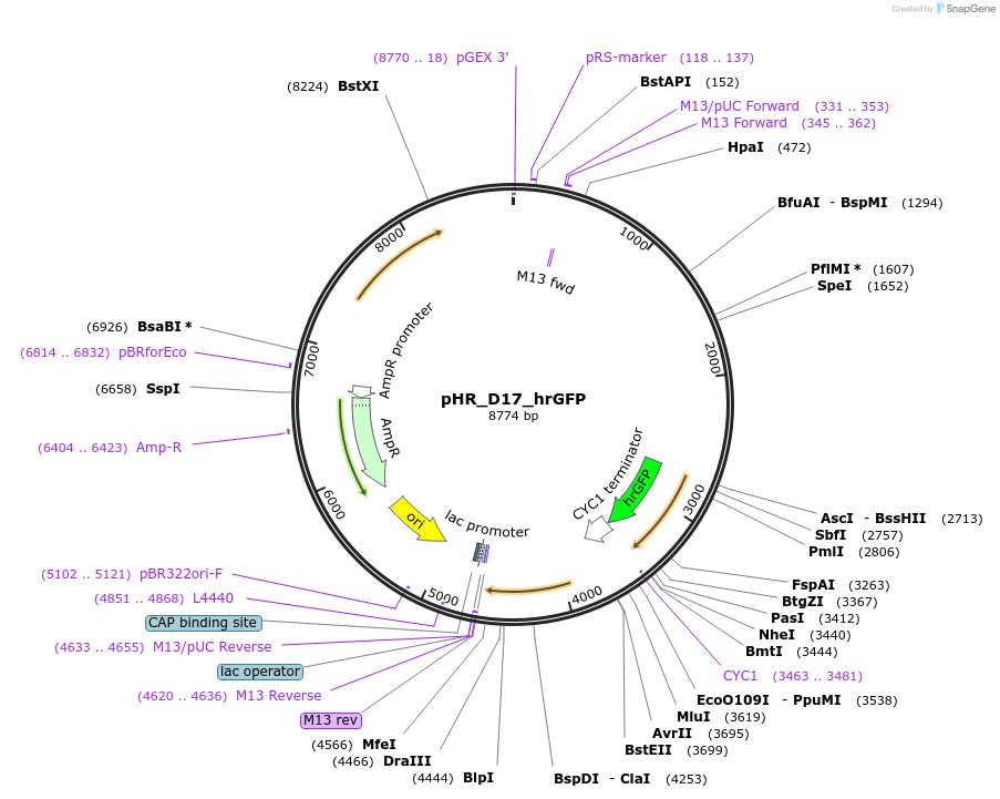 84616-plasmid-map-sequence-id-382297