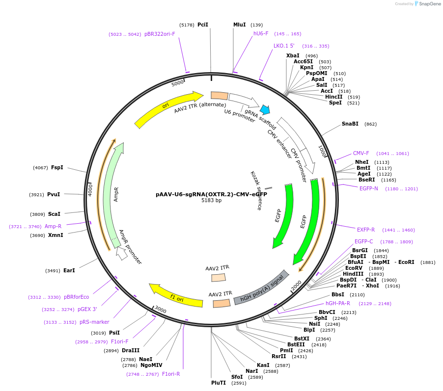 194016-plasmid-map-sequence-id-382315