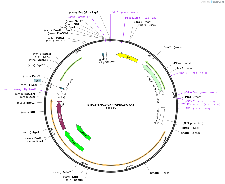 184776-plasmid-map-sequence-id-382339