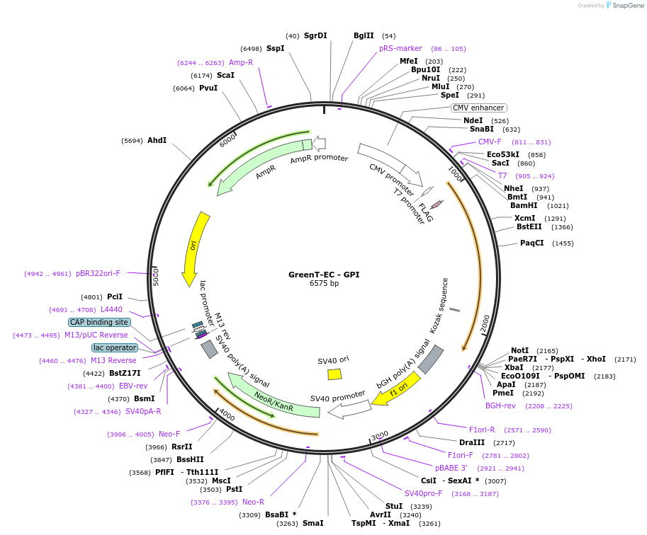 193946-plasmid-map-sequence-id-382346