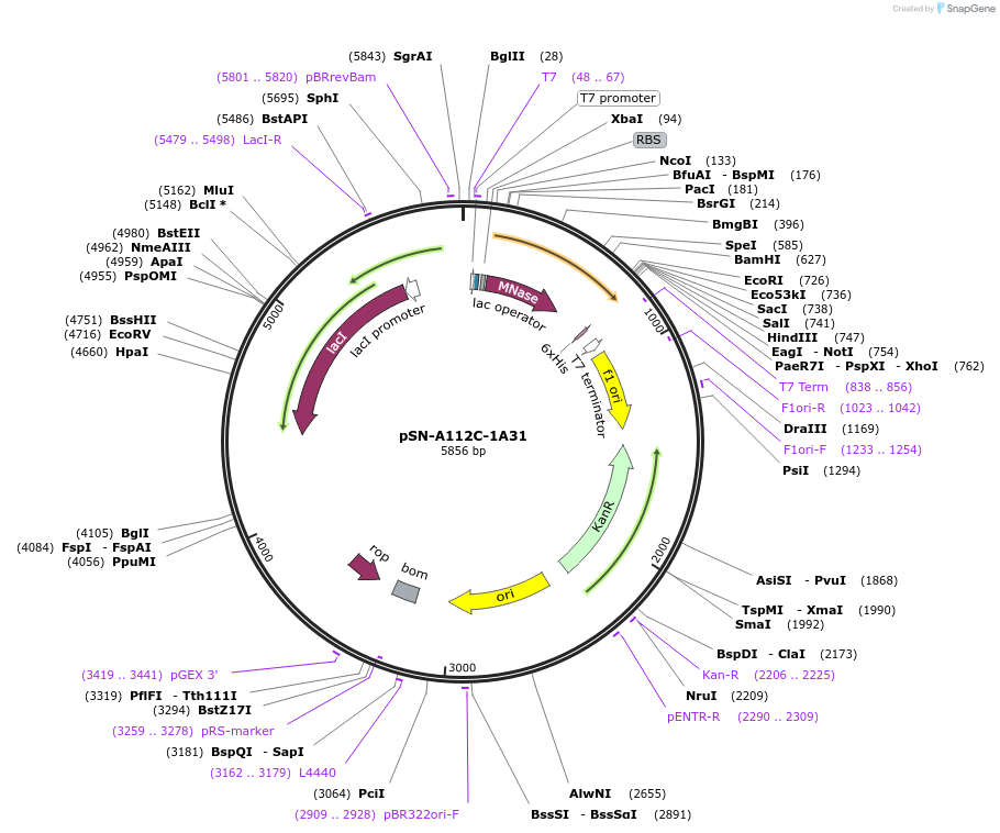 191242-plasmid-map-sequence-id-382360