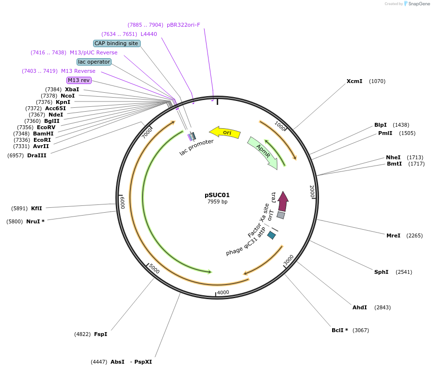 177204-plasmid-map-sequence-id-382362
