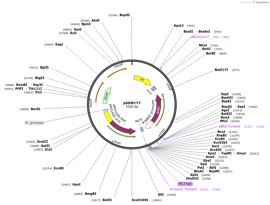 194476-plasmid-map-sequence-id-382386
