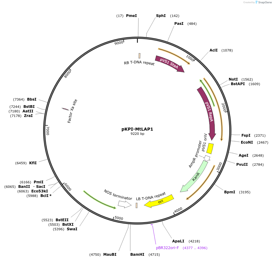 193521-plasmid-map-sequence-id-382387
