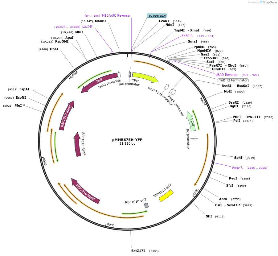 90104-plasmid-map-sequence-id-382391