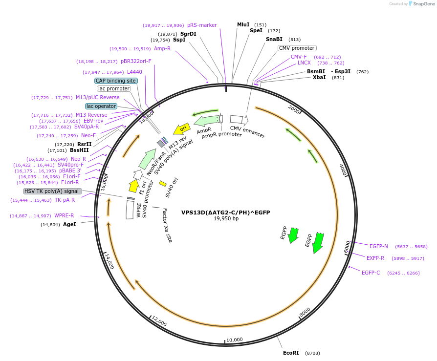 194004-plasmid-map-sequence-id-382414