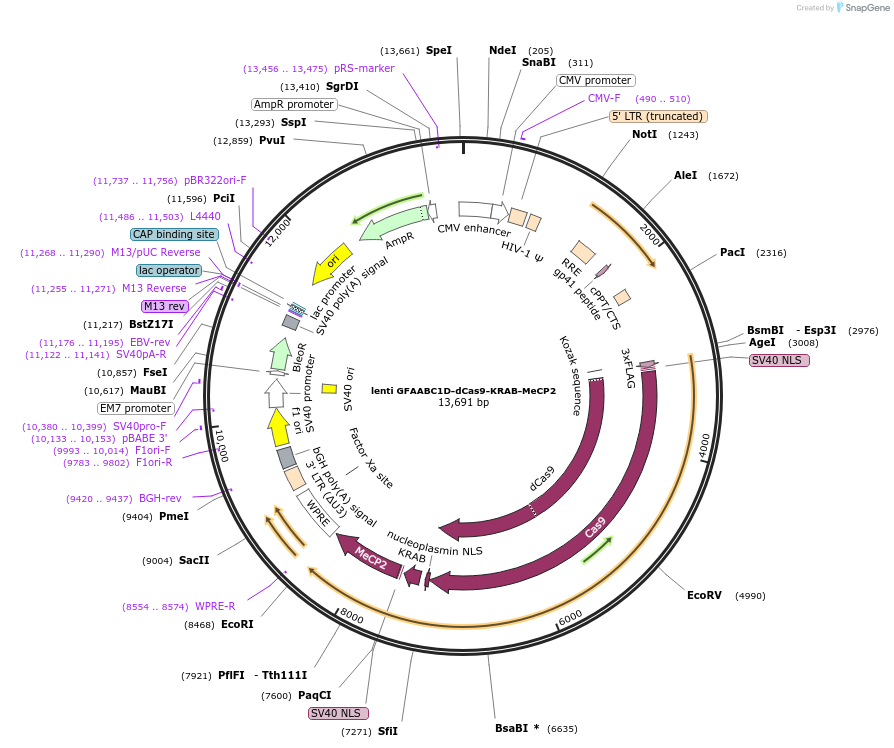 194701-plasmid-map-sequence-id-382417