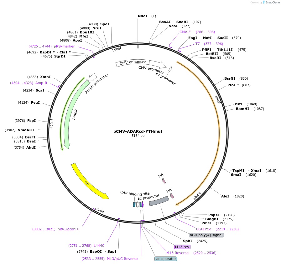 194431-plasmid-map-sequence-id-382431