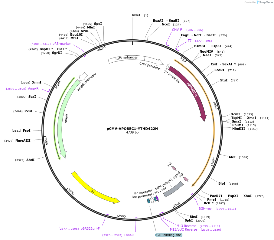 194432-plasmid-map-sequence-id-382432