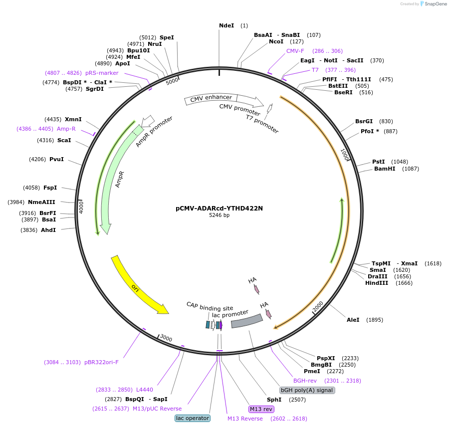 194402-plasmid-map-sequence-id-382434