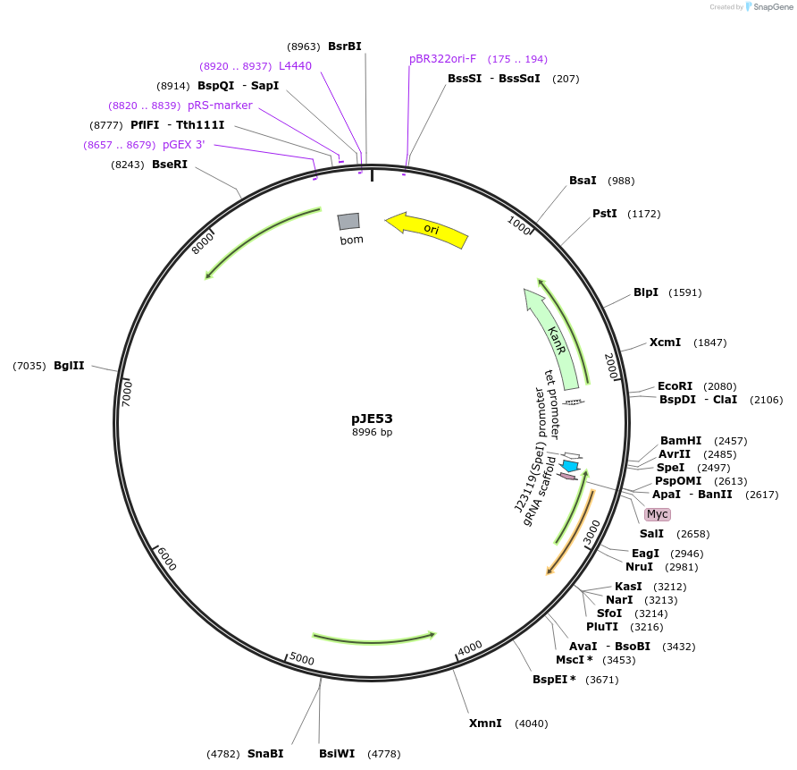 194153-plasmid-map-sequence-id-382435