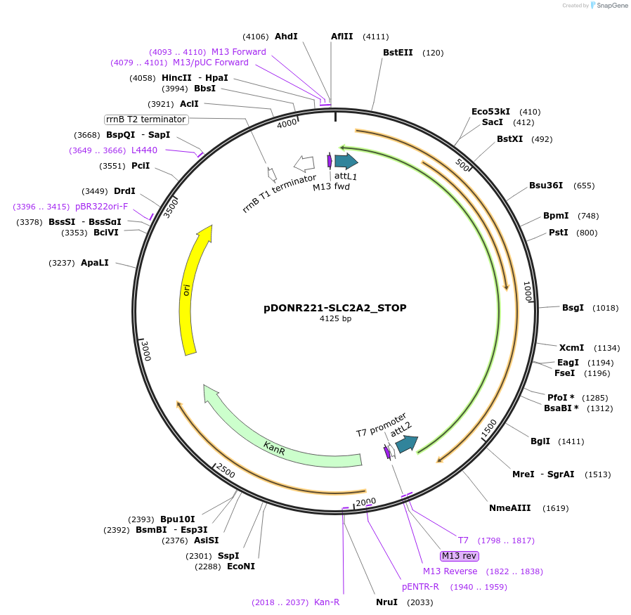 161292-plasmid-map-sequence-id-382438