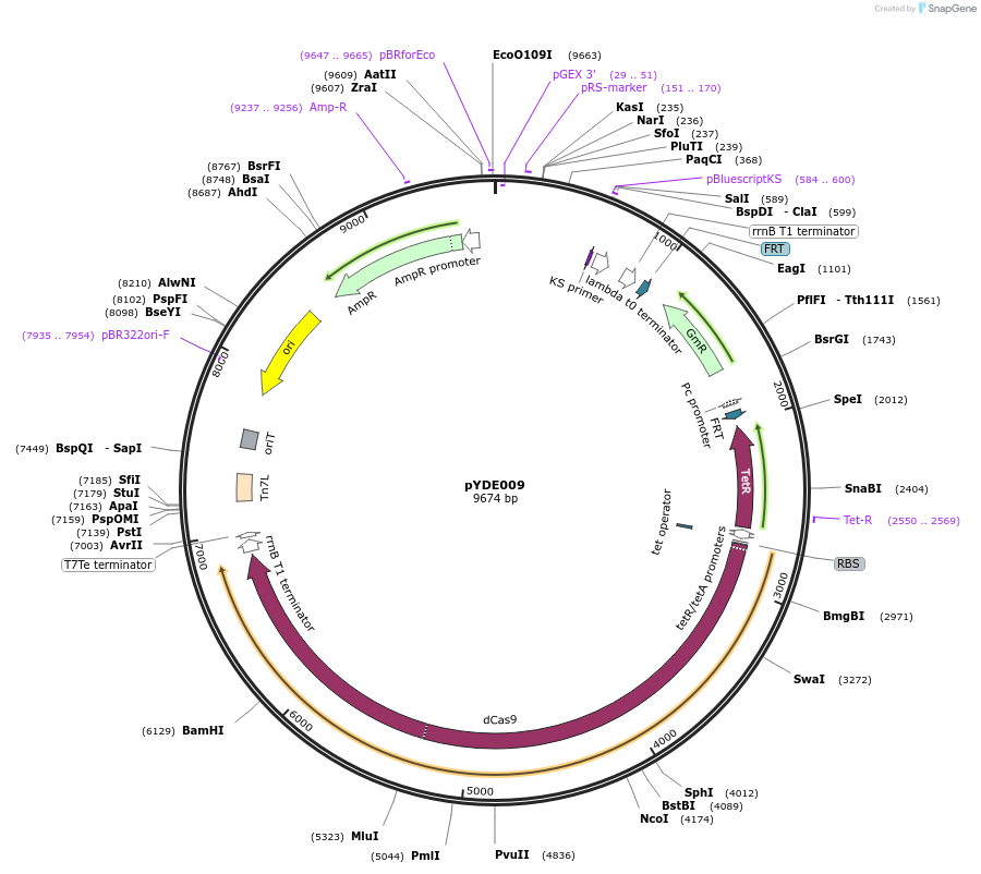 194151-plasmid-map-sequence-id-382447