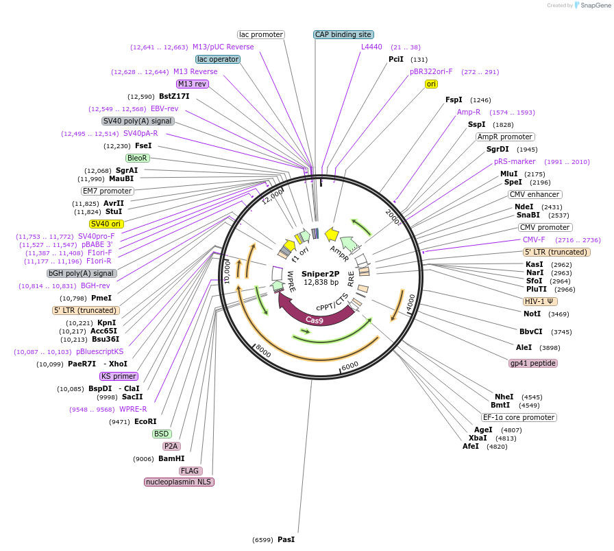 193857-plasmid-map-sequence-id-382456