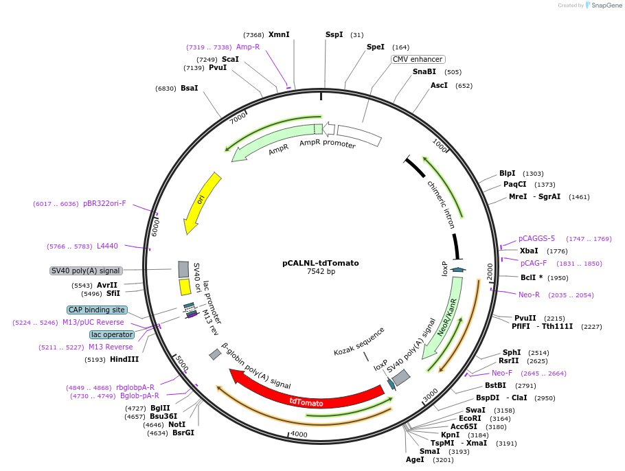 194205-plasmid-map-sequence-id-382464