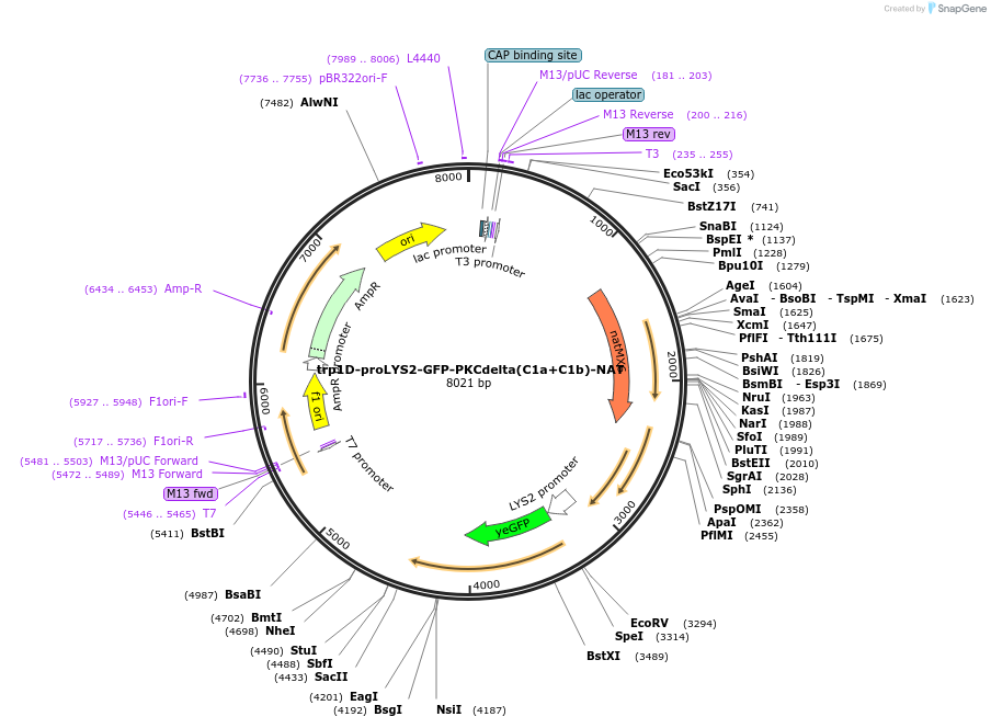 184774-plasmid-map-sequence-id-382498