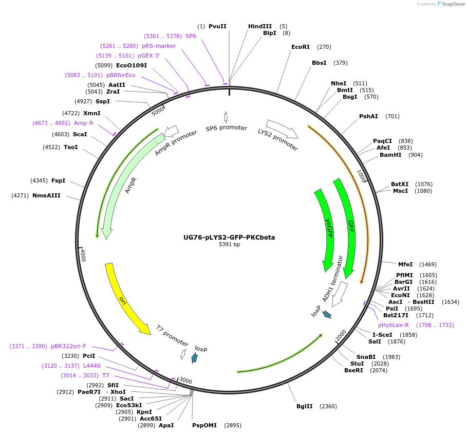 184762-plasmid-map-sequence-id-382504
