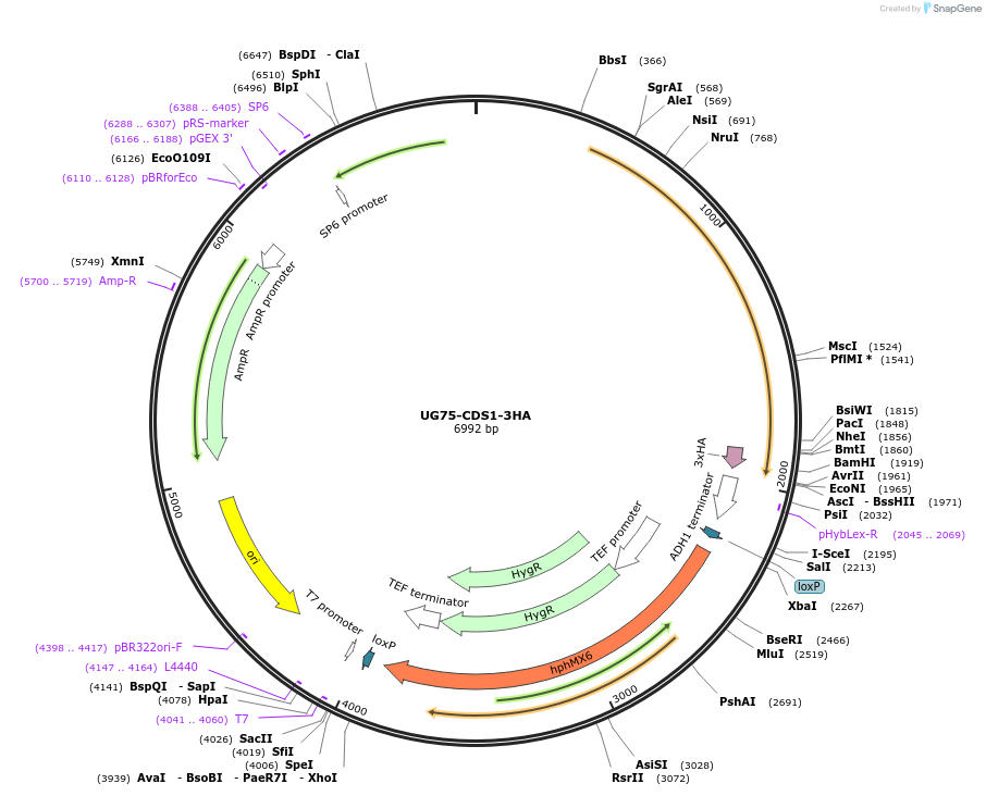 184760-plasmid-map-sequence-id-382506