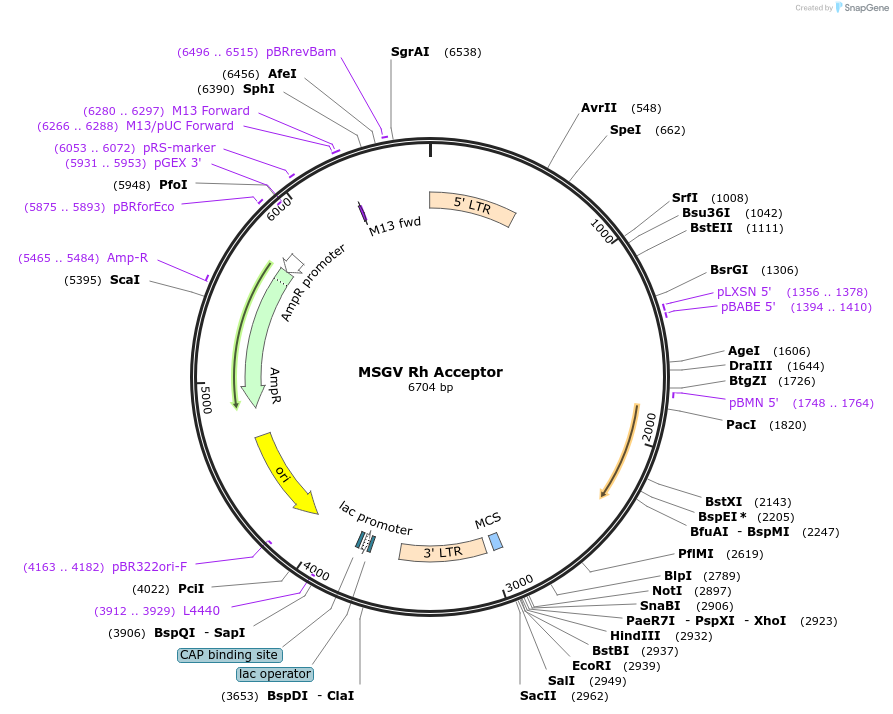 64271-plasmid-map-sequence-id-382507