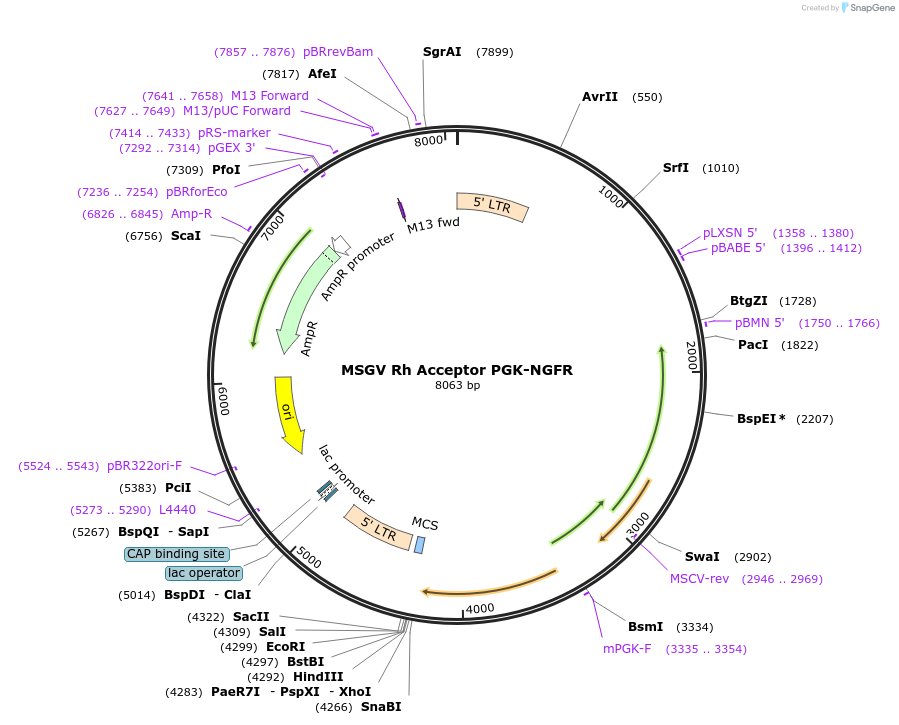 64272-plasmid-map-sequence-id-382509