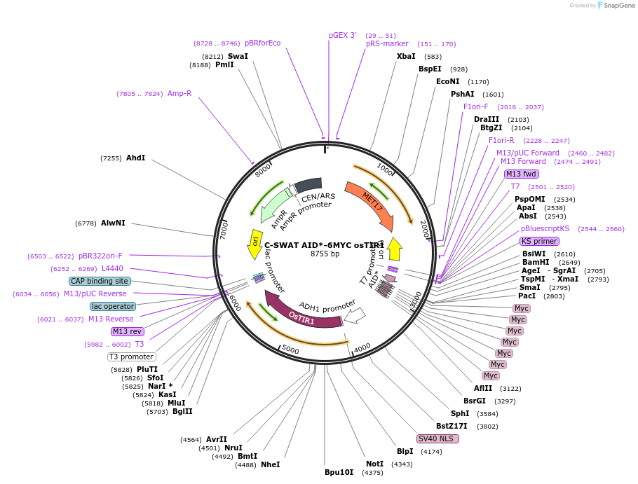 193320-plasmid-map-sequence-id-382511