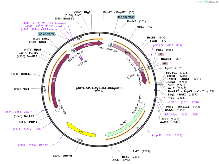 185356-plasmid-map-sequence-id-382515