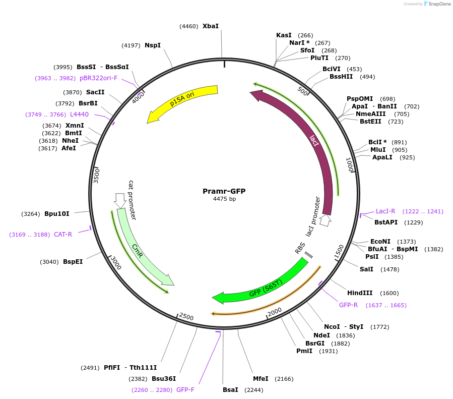 194148-plasmid-map-sequence-id-382527