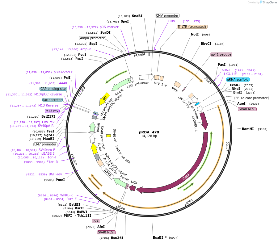 179096-plasmid-map-sequence-id-382558
