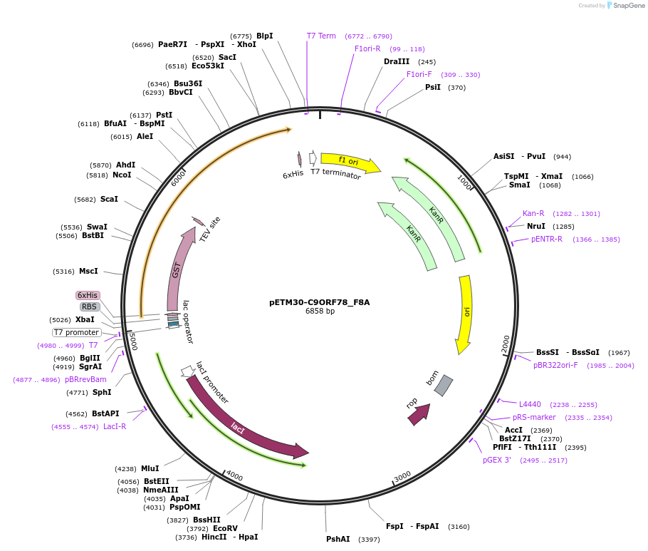 193369-plasmid-map-sequence-id-382562
