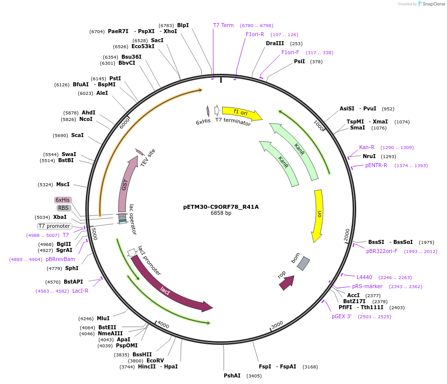 193368-plasmid-map-sequence-id-382570
