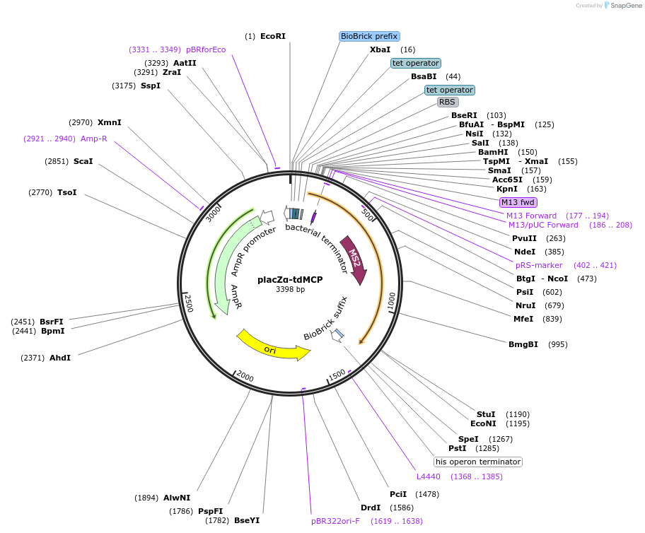 191132-plasmid-map-sequence-id-382579