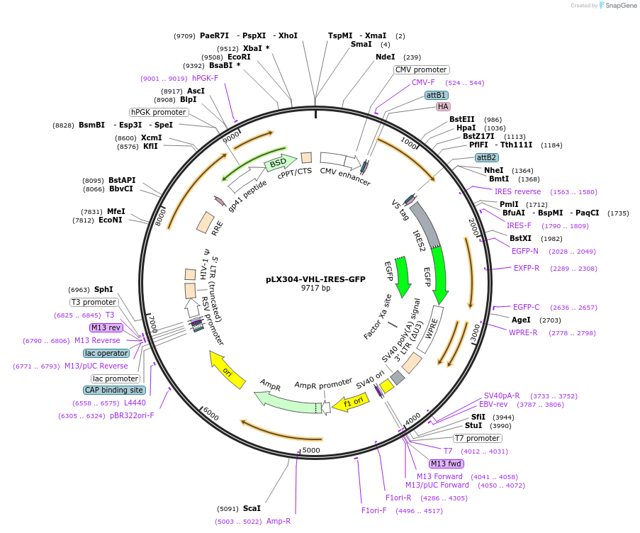187641-plasmid-map-sequence-id-382588