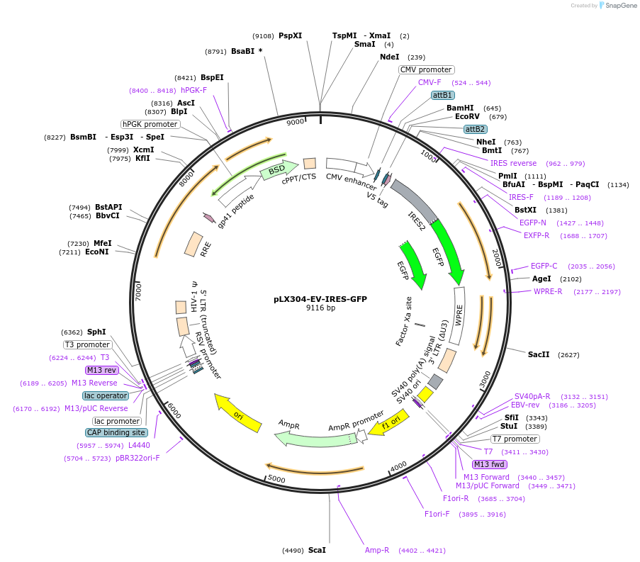 187640-plasmid-map-sequence-id-382600