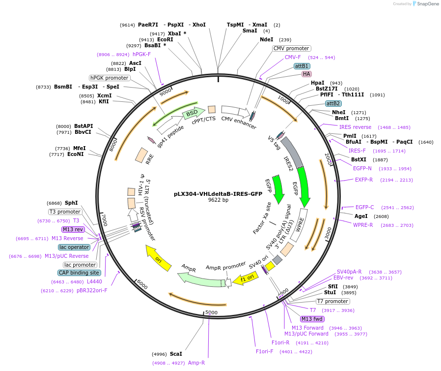 187642-plasmid-map-sequence-id-382610