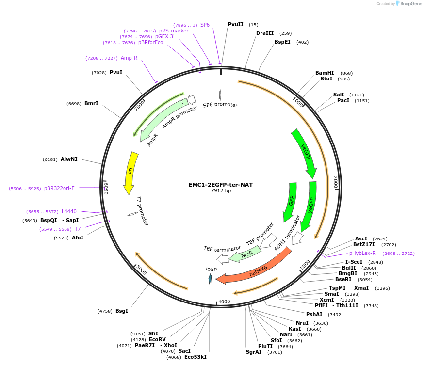 184763-plasmid-map-sequence-id-382611