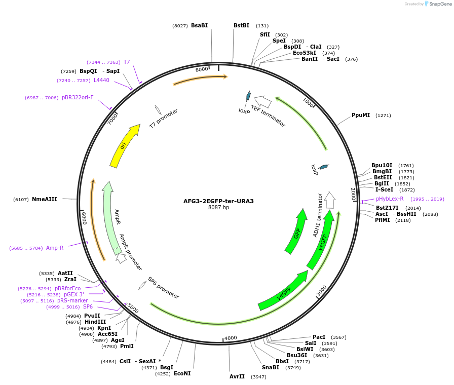 184770-plasmid-map-sequence-id-382612