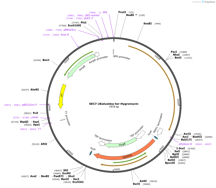 184772-plasmid-map-sequence-id-382613