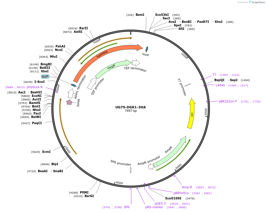184759-plasmid-map-sequence-id-382616