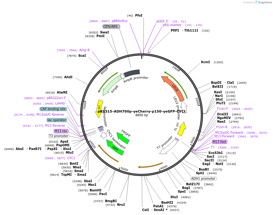 194519-plasmid-map-sequence-id-382710