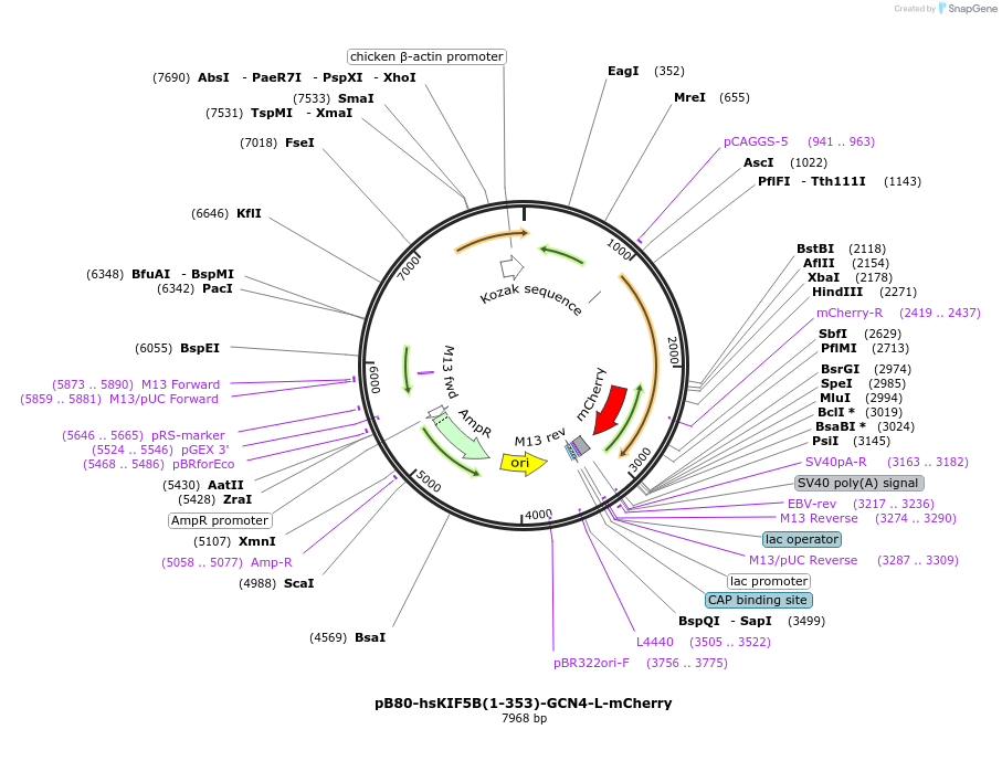 193715-plasmid-map-sequence-id-382800
