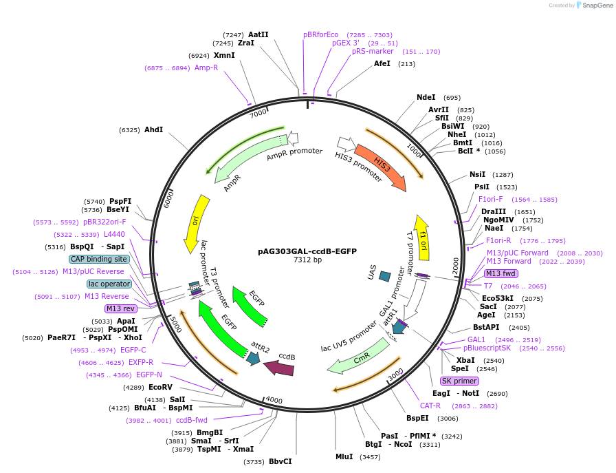 14181-plasmid-map-sequence-id-382811