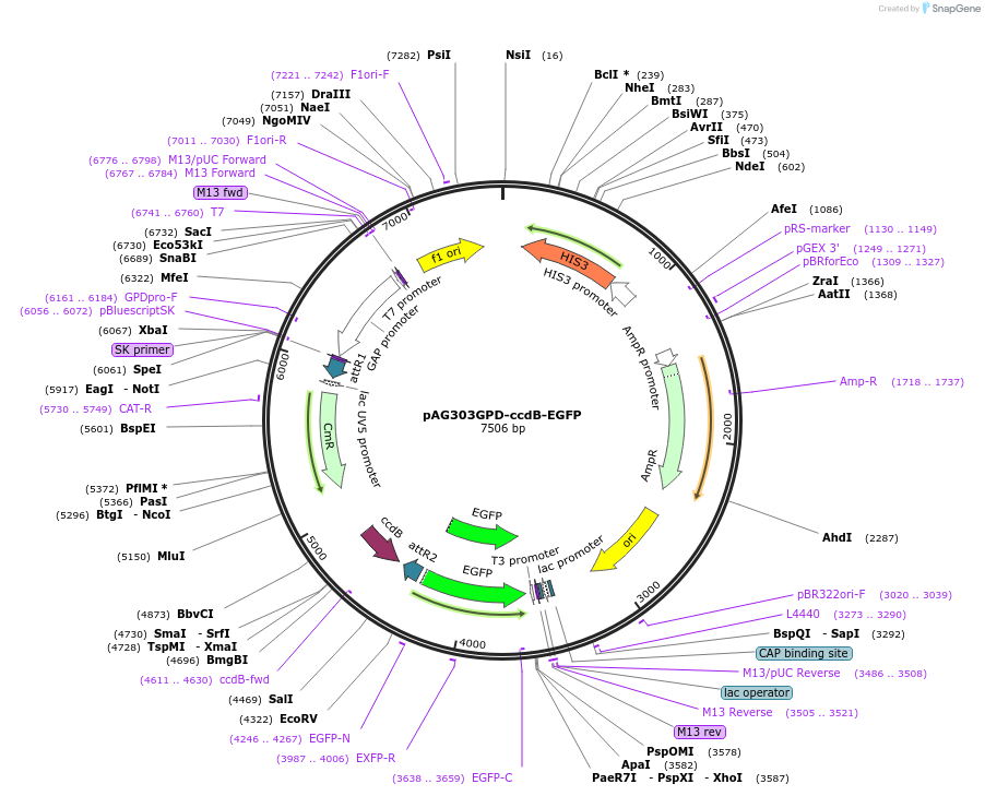 14182-plasmid-map-sequence-id-382816