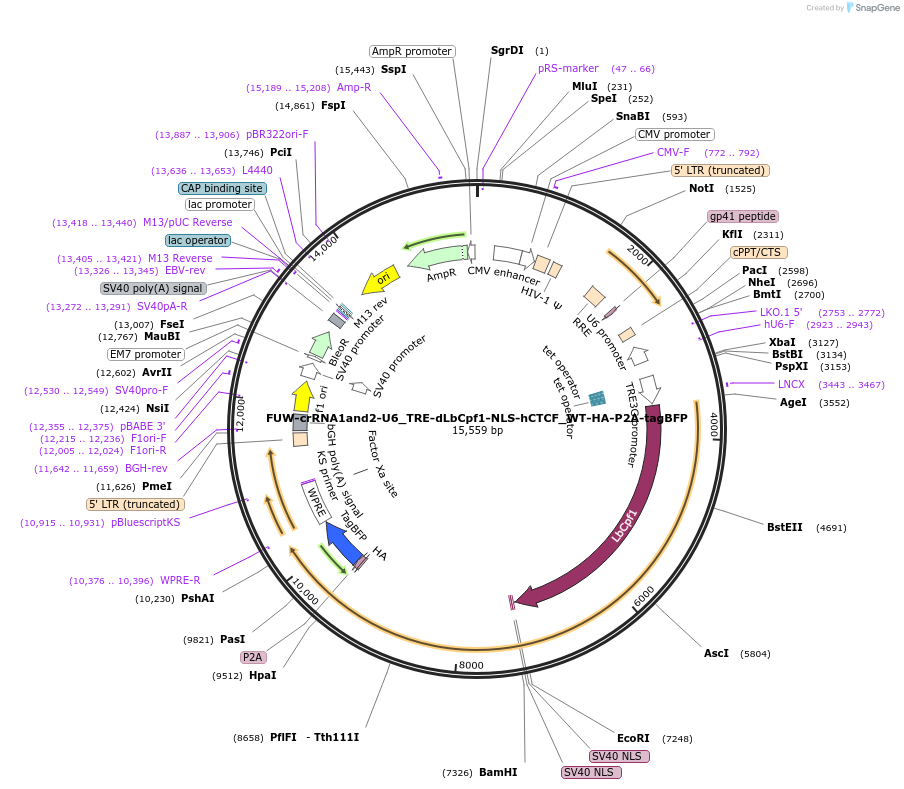 194885-plasmid-map-sequence-id-382817