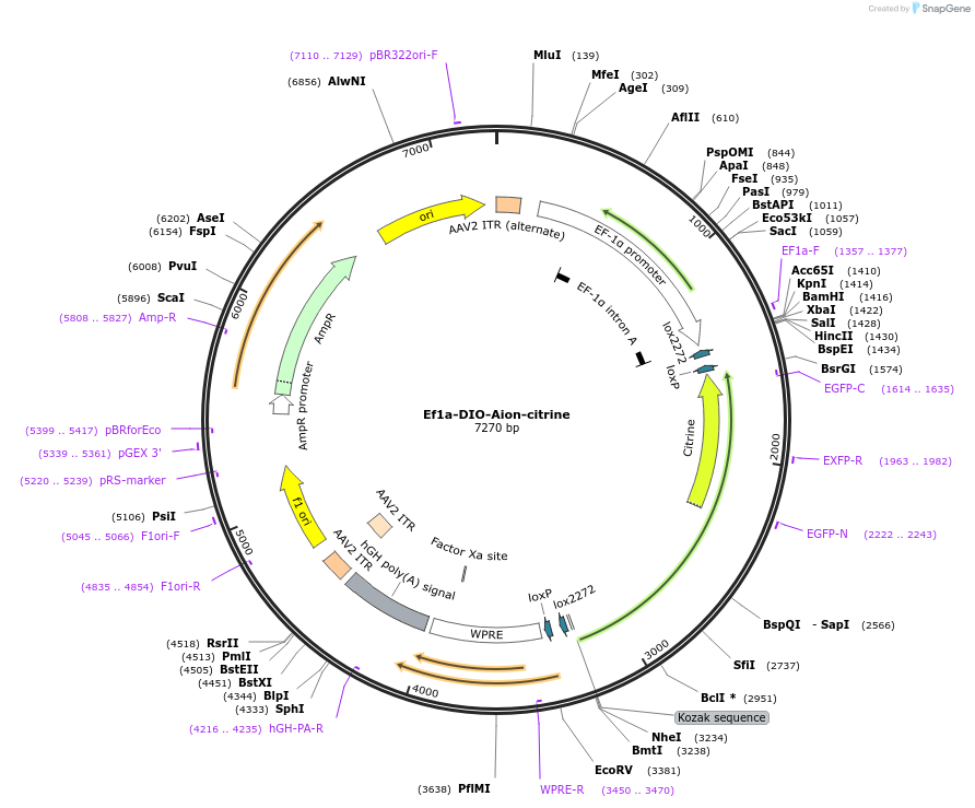 192571-plasmid-map-sequence-id-382820
