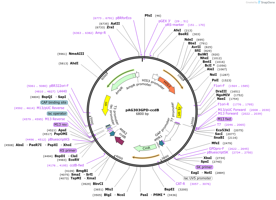 14134-plasmid-map-sequence-id-382821