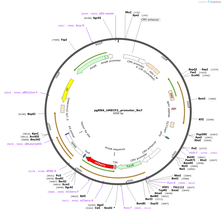 194901-plasmid-map-sequence-id-382822